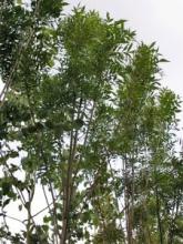 Ясень узколистый на штамбе Raywood 4,0-4,5м