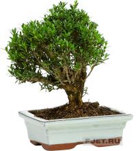 Бонсай Микс